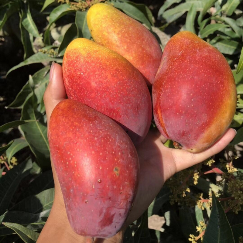 新鲜水果芒果大贵妃芒